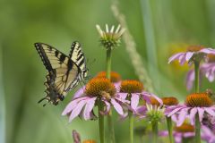 Eastern Tiger Swallowtail, Papilio glaucus