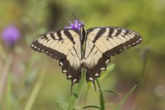 Eastern Tiger Swallowtail, Papilio glaucus