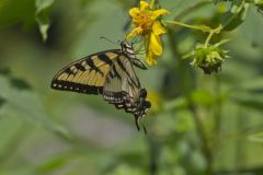Eastern Tiger Swallowtail, Papilio glaucus