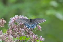 Eastern Tiger Swallowtail, Papilio glaucus