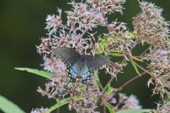 Eastern Tiger Swallowtail, Papilio glaucus