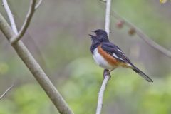 Eastern Towhee, Pipilo erythrophthalmus
