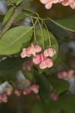 Eastern Wahoo, Euonymus atropurpureus
