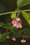 Eastern Wahoo, Euonymus atropurpureus