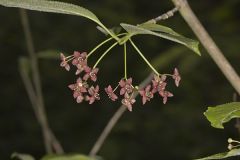Celastraceae, Bittersweet Family