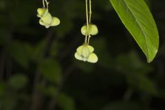 Eastern Wahoo, Euonymus atropurpureus