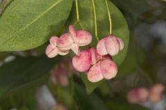 Eastern Wahoo, Euonymus atropurpureus