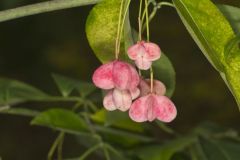 Eastern Wahoo, Euonymus atropurpureus