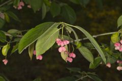 Eastern Wahoo, Euonymus atropurpureus
