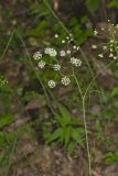 Eastern Yampah, Perideridia americana