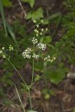Eastern Yampah, Perideridia americana