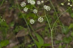 Eastern Yampah, Perideridia americana