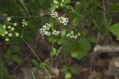 Eastern Yampah, Perideridia americana