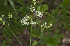 Eastern Yampah, Perideridia americana