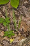 Ebony Spleenwort, Asplenium platyneuron