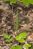 Ebony Spleenwort, Asplenium platyneuron