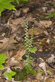 Ebony Spleenwort, Asplenium platyneuron