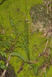 Ebony Spleenwort, Asplenium platyneuron