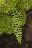 Ebony Spleenwort, Asplenium platyneuron