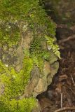 Ebony Spleenwort, Asplenium platyneuron