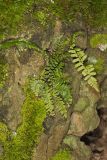 Ebony Spleenwort, Asplenium platyneuron