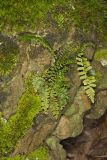 Ebony Spleenwort, Asplenium platyneuron