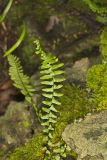 Ebony Spleenwort, Asplenium platyneuron