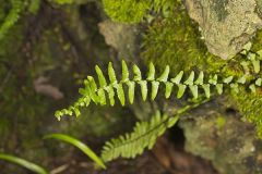 Ebony Spleenwort, Asplenium platyneuron