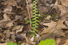 Ebony Spleenwort, Asplenium platyneuron