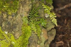 Ebony Spleenwort, Asplenium platyneuron