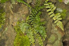 Ebony Spleenwort, Asplenium platyneuron