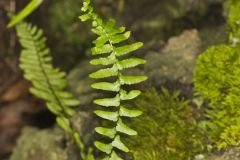 Ebony Spleenwort, Asplenium platyneuron