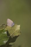 Edward's Hairstreak, Satyrium edwardsii