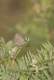 Edward's Hairstreak, Satyrium edwardsii