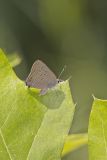 Edward's Hairstreak, Satyrium edwardsii