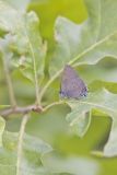 Edward's Hairstreak, Satyrium edwardsii