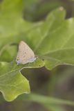 Edward's Hairstreak, Satyrium edwardsii