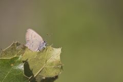 Edward's Hairstreak, Satyrium edwardsii