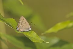 Edward's Hairstreak, Satyrium edwardsii