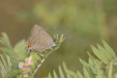 Edward's Hairstreak, Satyrium edwardsii
