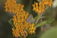 Edward's Hairstreak, Satyrium edwardsii