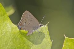 Edward's Hairstreak, Satyrium edwardsii