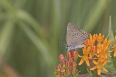 Edward's Hairstreak, Satyrium edwardsii
