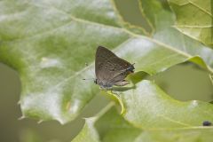 Edward's Hairstreak, Satyrium edwardsii