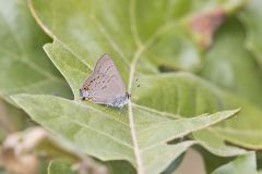 Edward's Hairstreak, Satyrium edwardsii