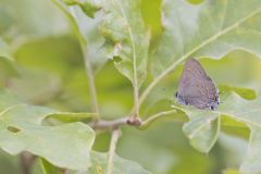 Edward's Hairstreak, Satyrium edwardsii