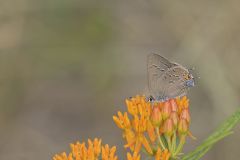 Edward's Hairstreak, Satyrium edwardsii