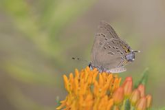 Edward's Hairstreak, Satyrium edwardsii