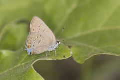 Edward's Hairstreak, Satyrium edwardsii