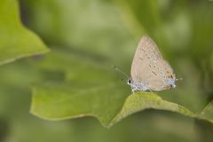 Edward's Hairstreak, Satyrium edwardsii